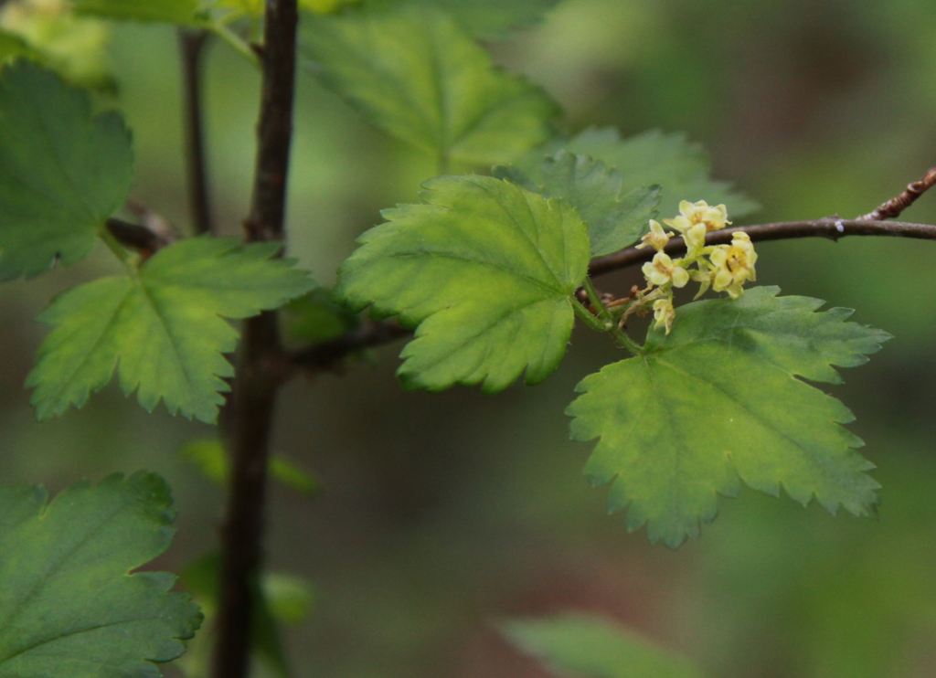 Ribes alpinum (door Peter Meininger)