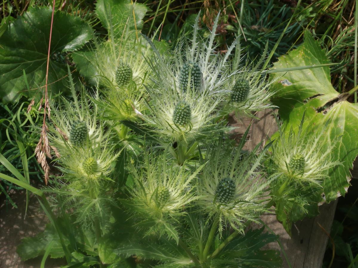 Eryngium alpinum (door Theo van Loo)