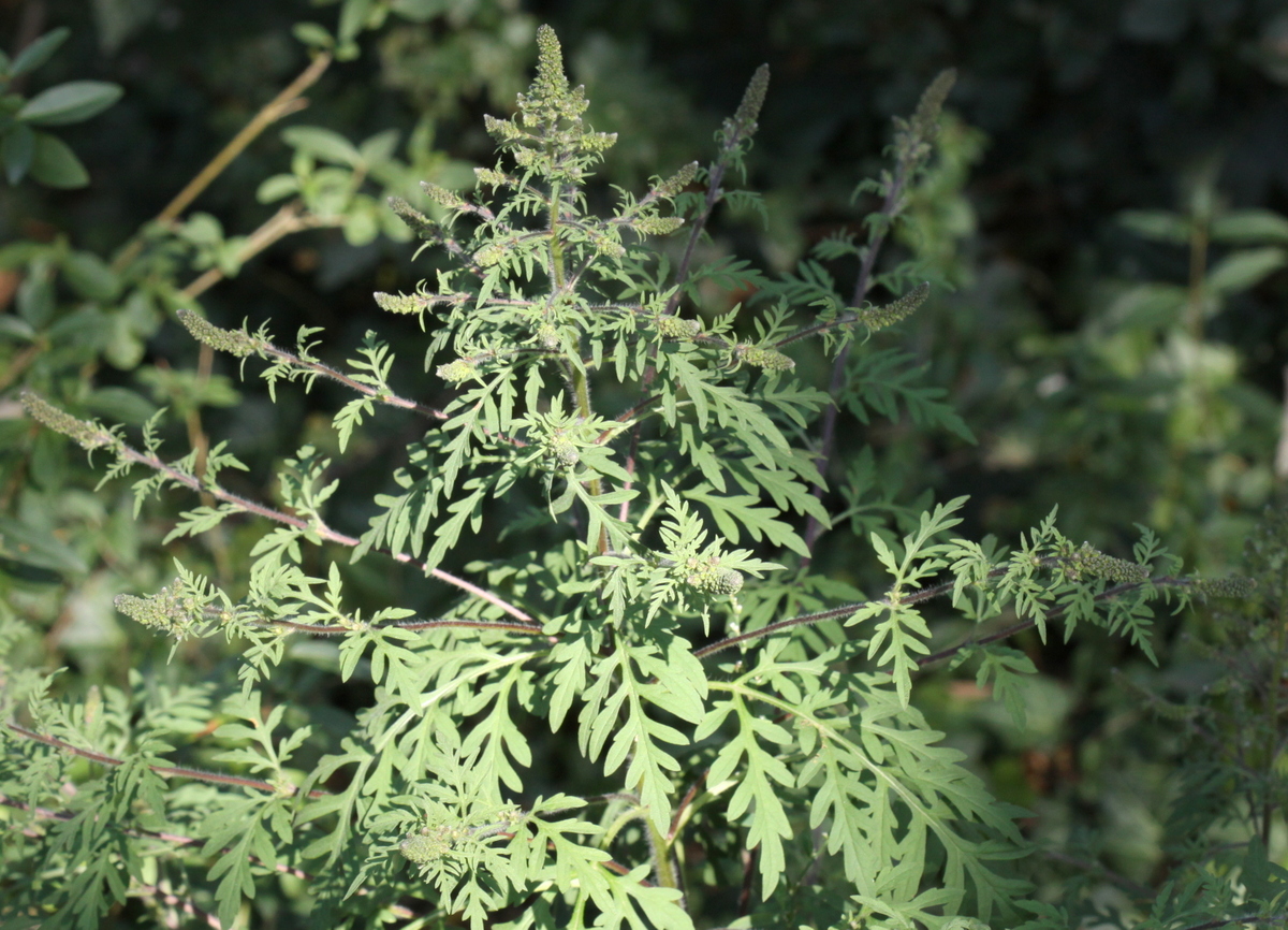 Ambrosia artemisiifolia (door Peter Meininger)