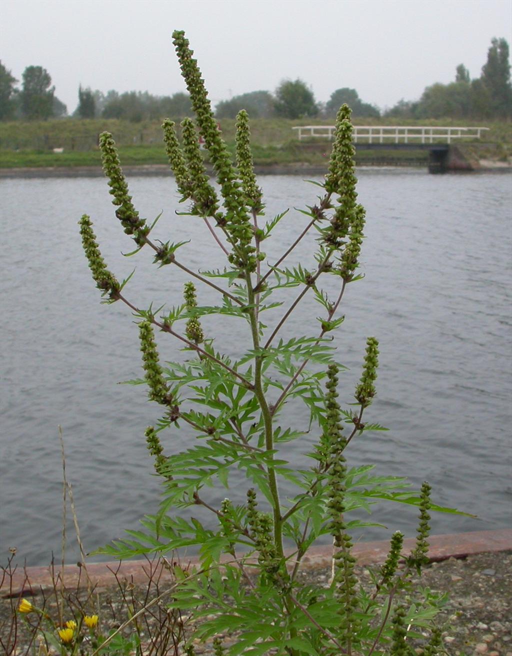 Ambrosia artemisiifolia (door Peter Meininger)