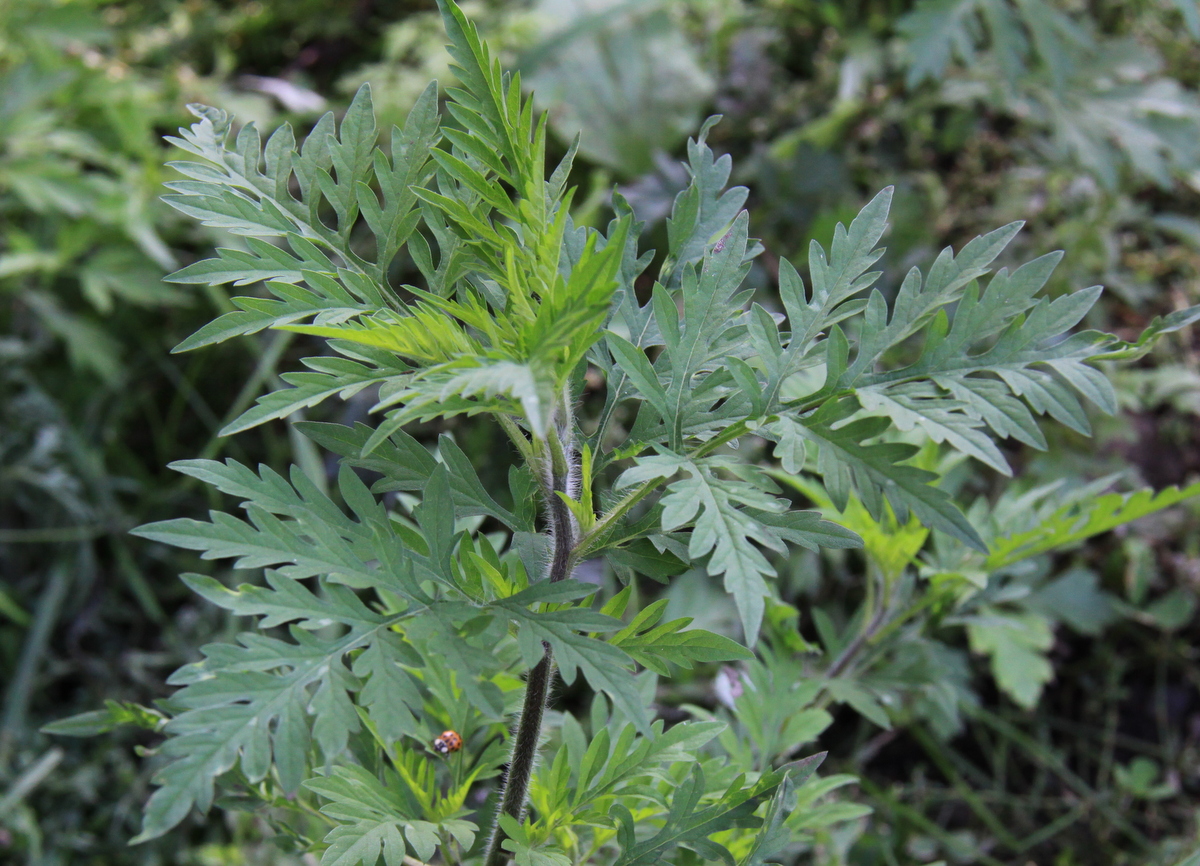 Ambrosia artemisiifolia (door Peter Meininger)