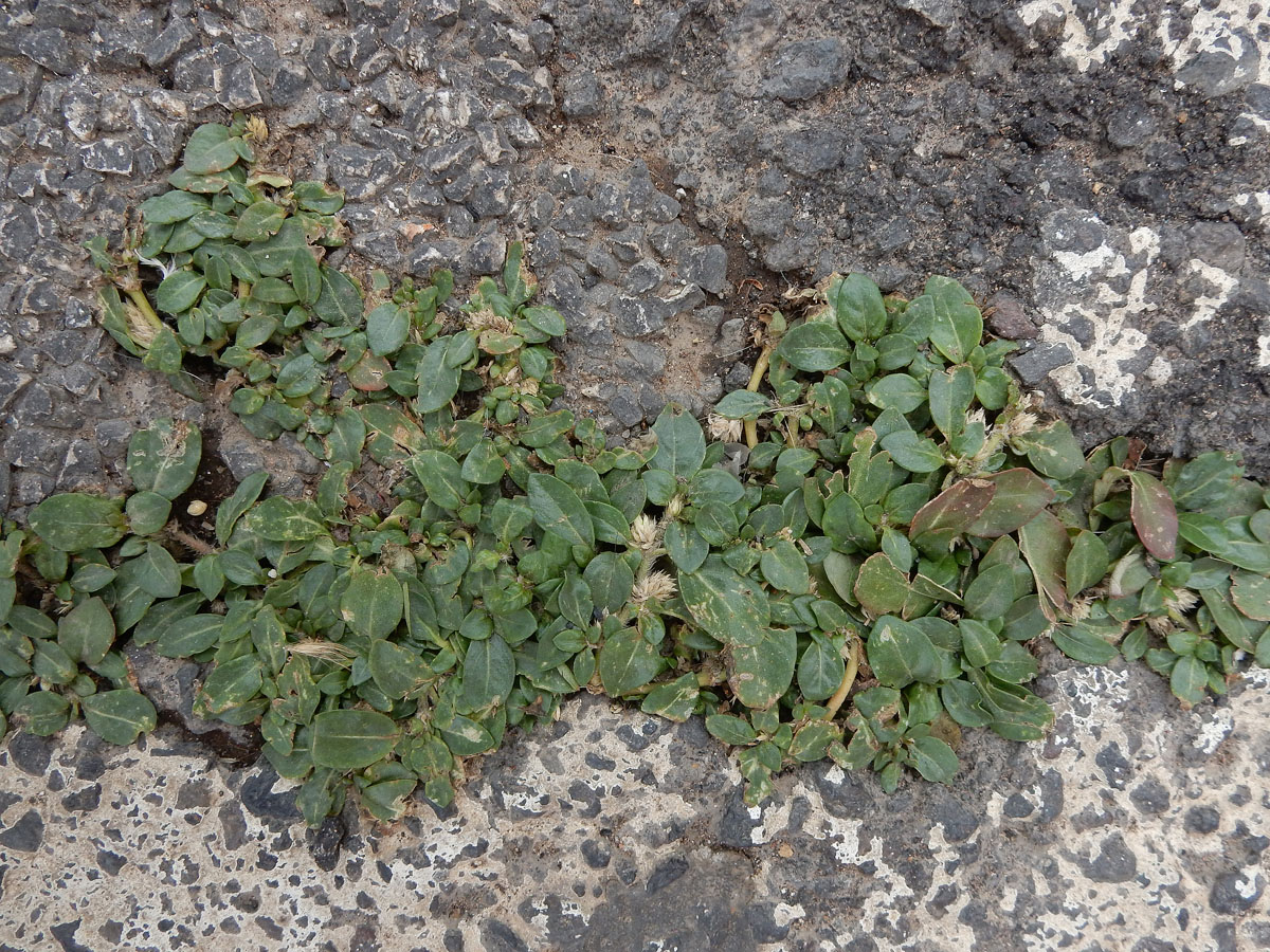 Alternanthera caracasana (door Ed Stikvoort | Saxifraga)