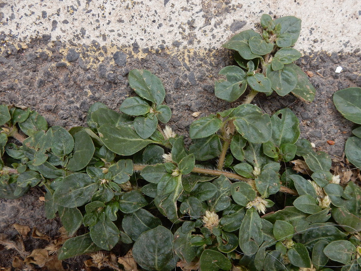 Alternanthera caracasana (door Ed Stikvoort | Saxifraga)