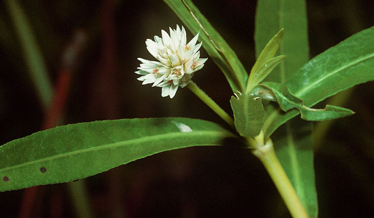 Alternanthera philoxeroides (door National Plant Data Center, Baton Rouge, LA)