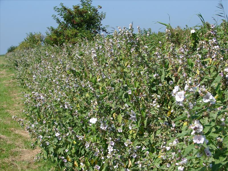 Althaea officinalis (door Adrie van Heerden)