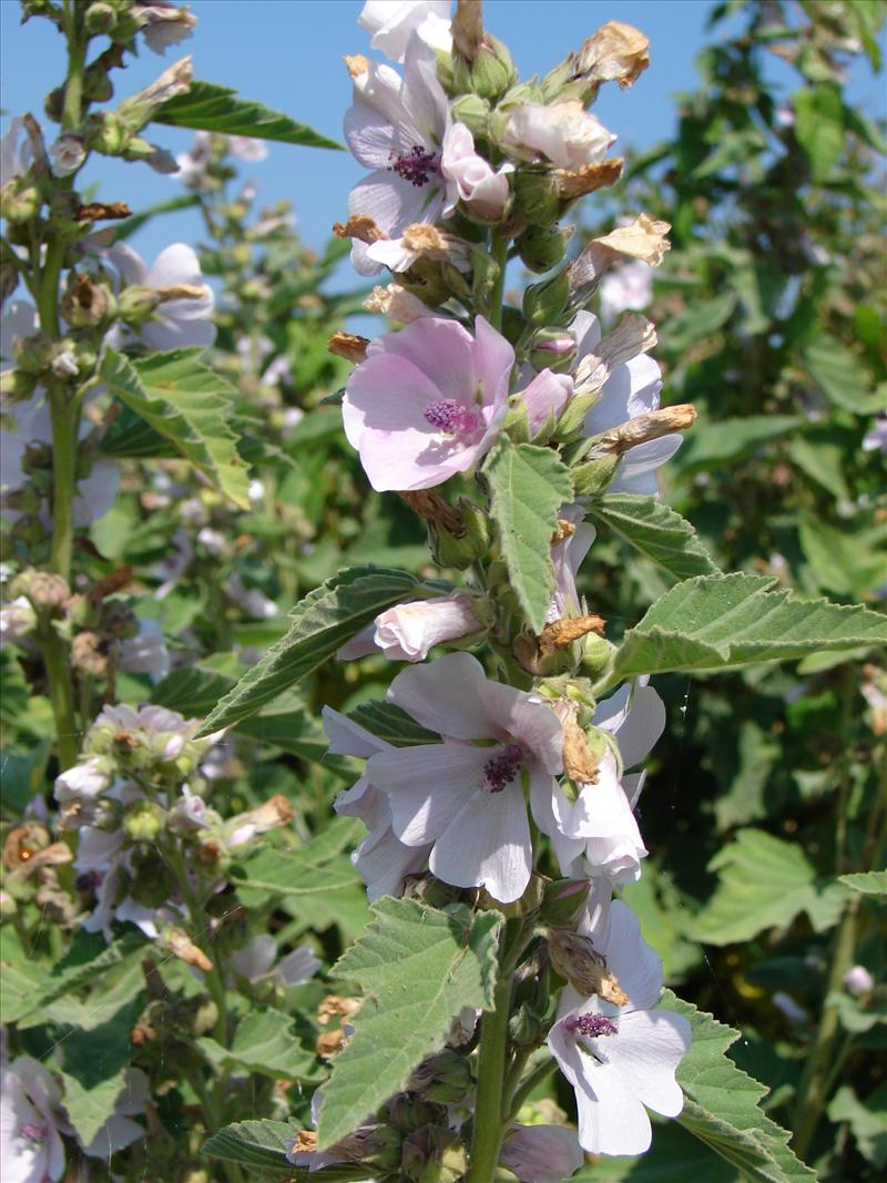 Althaea officinalis (door Adrie van Heerden)