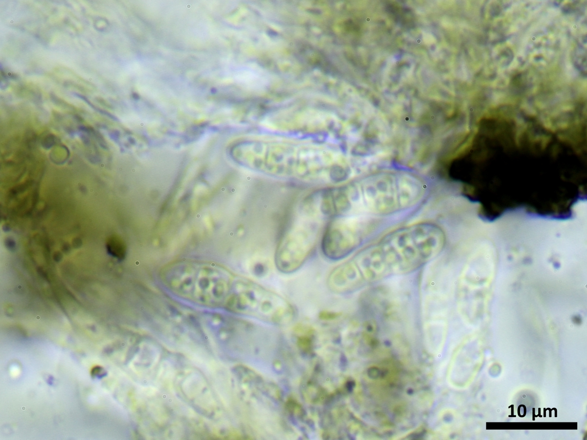 Alyxoria ochrocheila (door Henk-Jan van der Kolk)