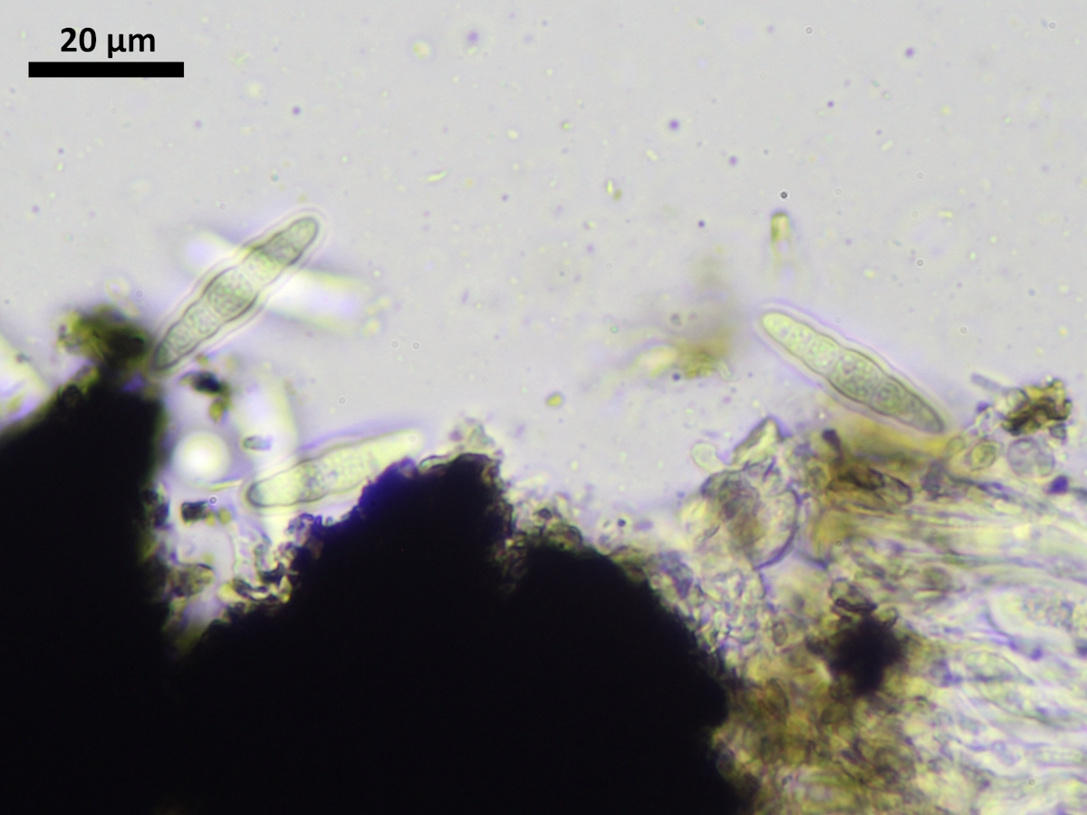 Alyxoria varia (door Henk-Jan van der Kolk)