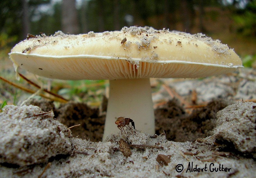 Amanita gemmata (door Aldert Gutter)