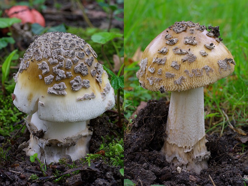 Amanita ceciliae (door Gio van Bernebeek)