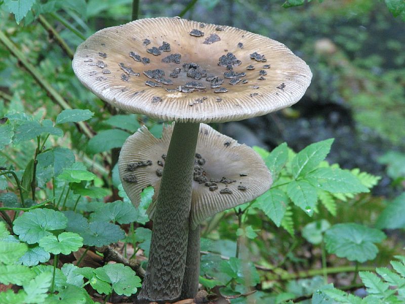 Amanita ceciliae (door Sjoerd Greydanus)