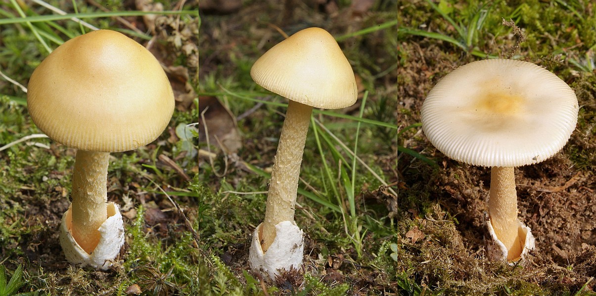 Amanita crocea var. crocea (door Marjon van der Vegte)