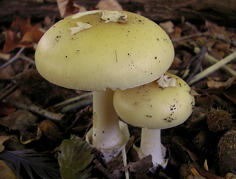 Amanita gemmata (door Aldert Gutter)