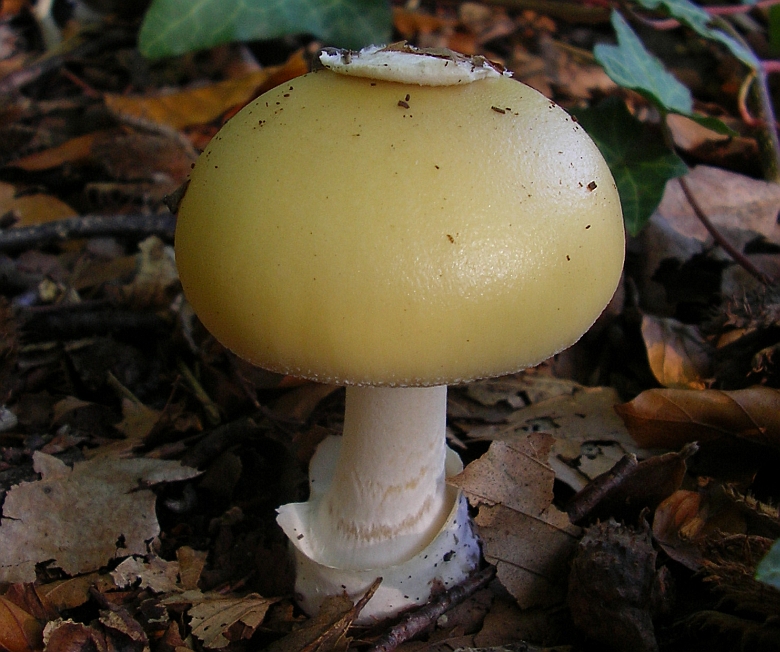 Amanita gemmata (door Aldert Gutter)