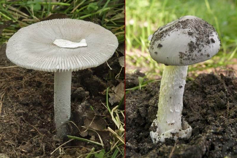 Amanita mairei (door Marjon van der Vegte)