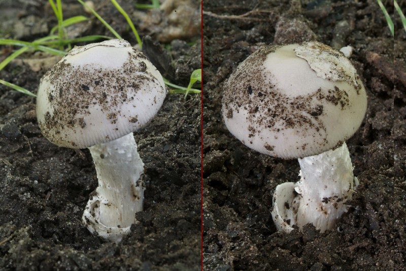 Amanita mairei (door Marjon van der Vegte)