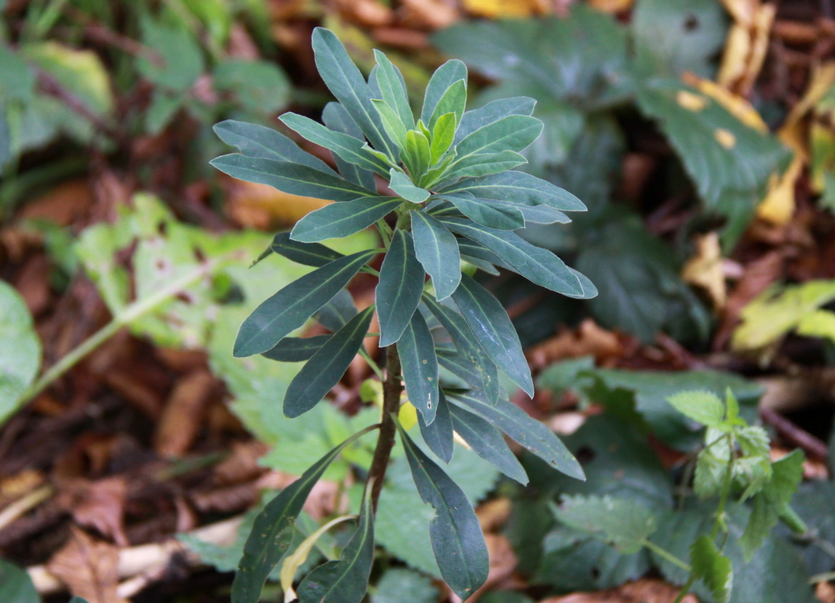 Euphorbia amygdaloides (door Peter Meininger)
