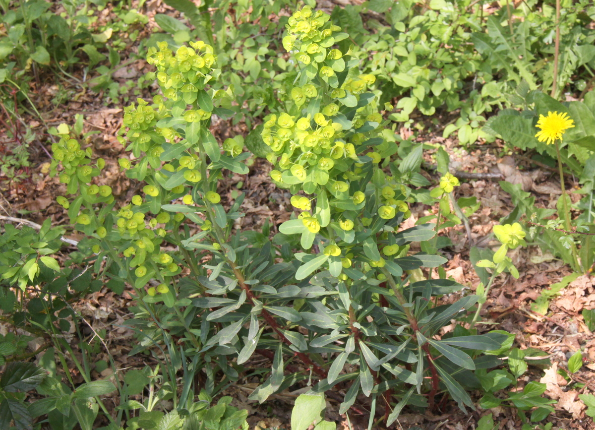 Euphorbia amygdaloides (door Peter Meininger)