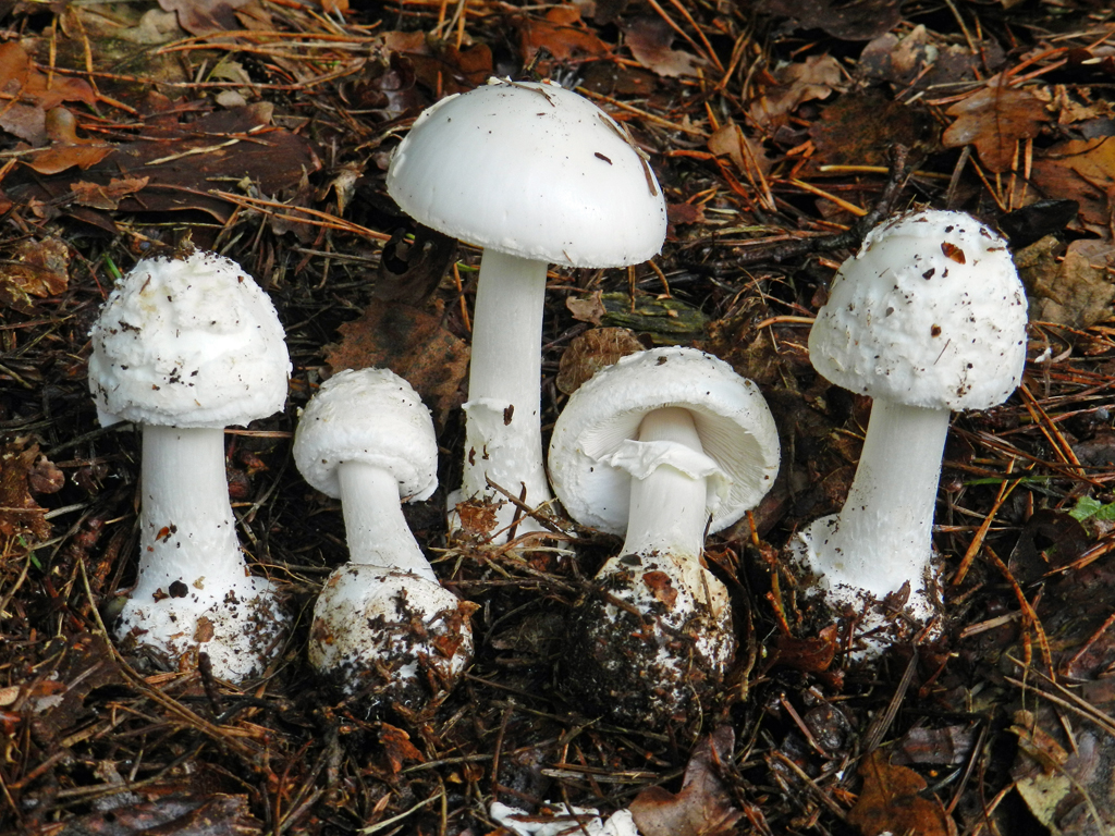 Amanita citrina var. alba (door Jaap Wisman)