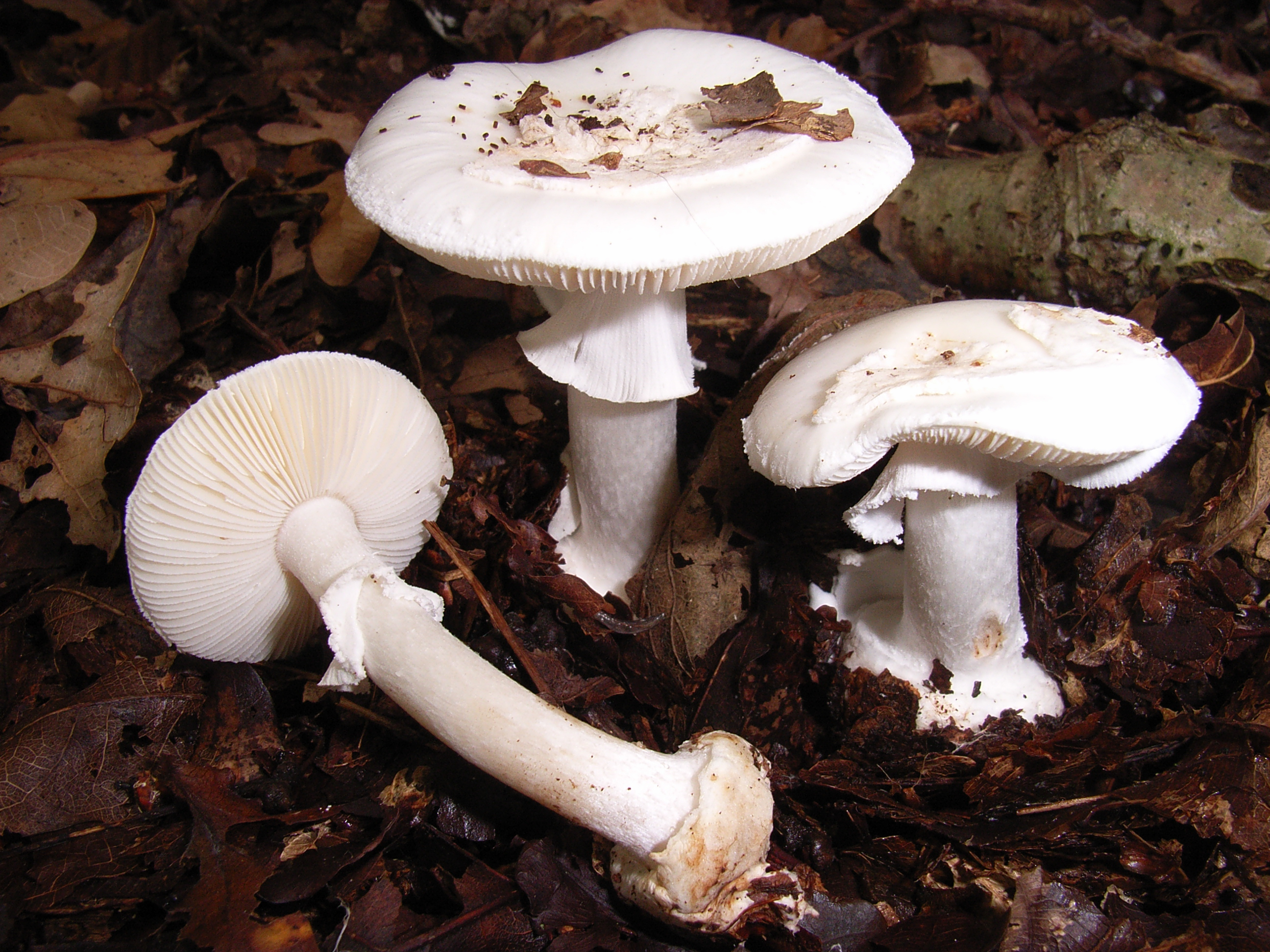 Amanita citrina var. alba (door Roeland Enzlin)