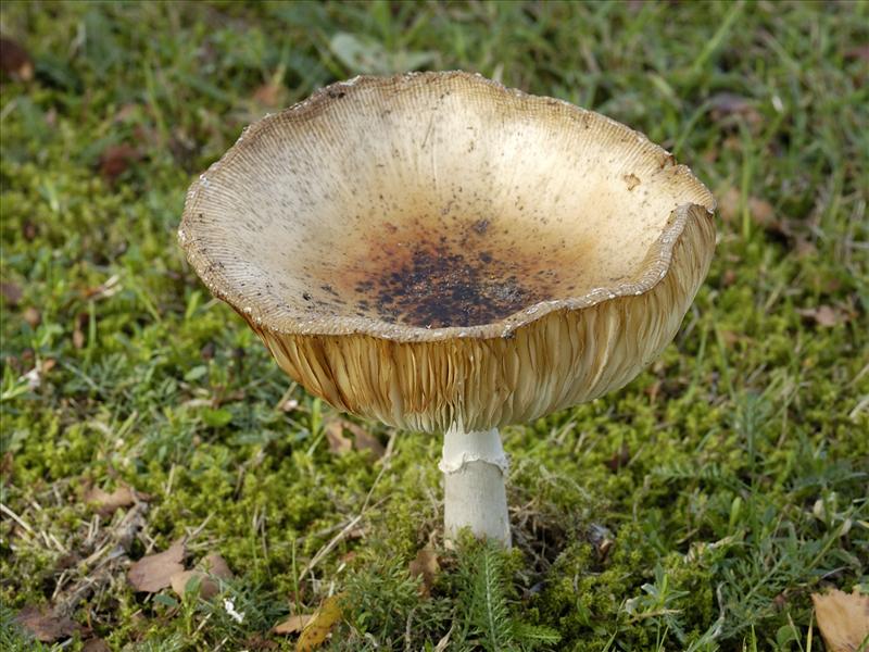 Amanita muscaria (door Ab H. Baas)