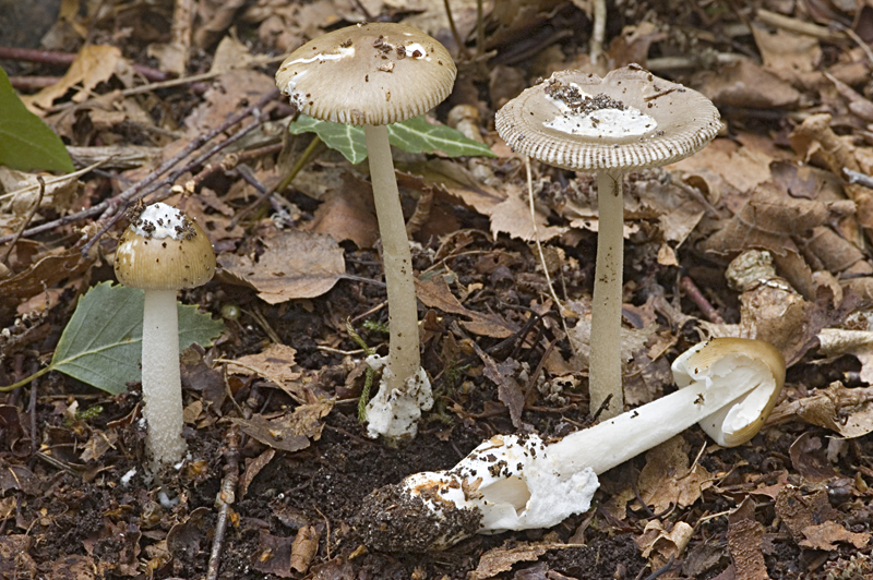 Amanita olivaceogrisea (door Nico Dam)