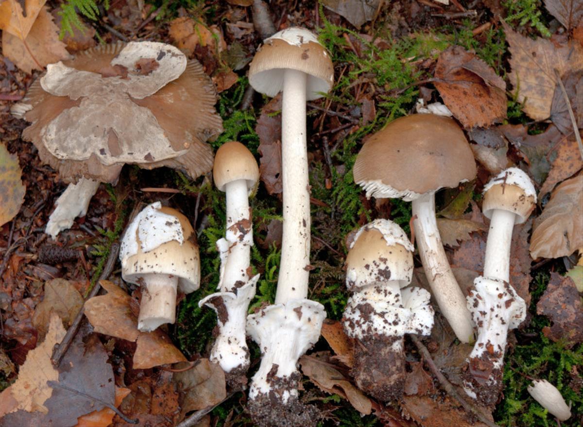 Amanita olivaceogrisea (door Aldert Gutter)