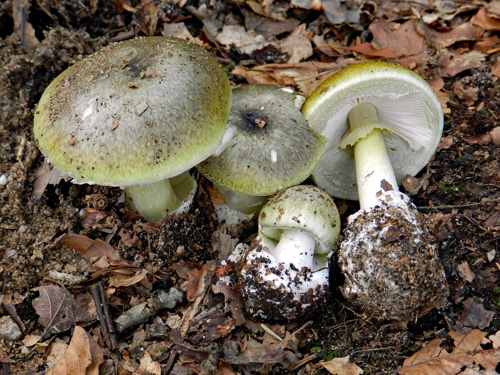 Amanita phalloides var. phalloides (door Jaap Wisman)