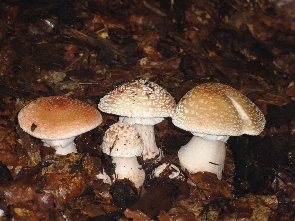 Amanita rubescens (door Jan van Hulst)