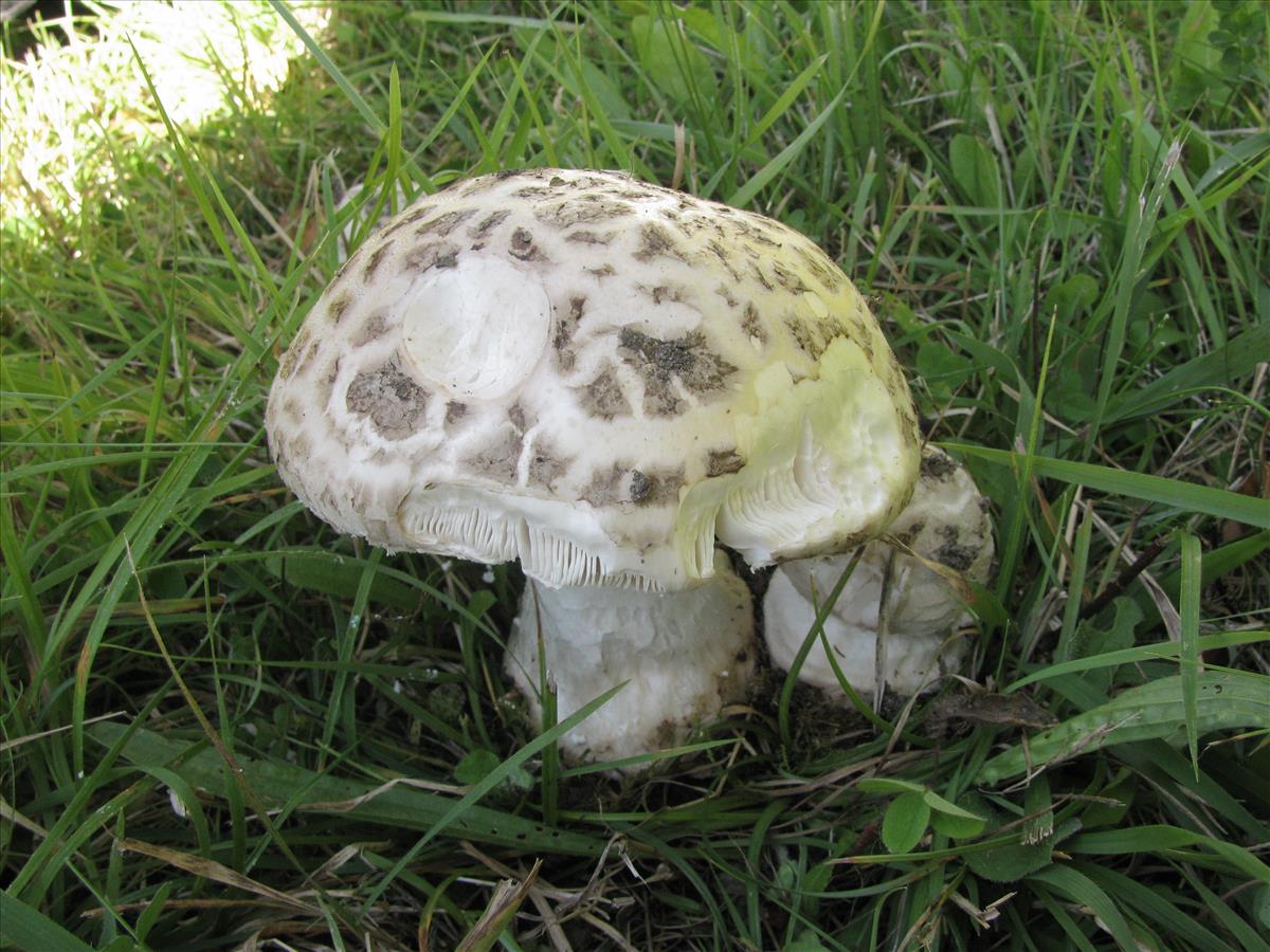 Amanita strobiliformis (door J.L.J. Wolfs)