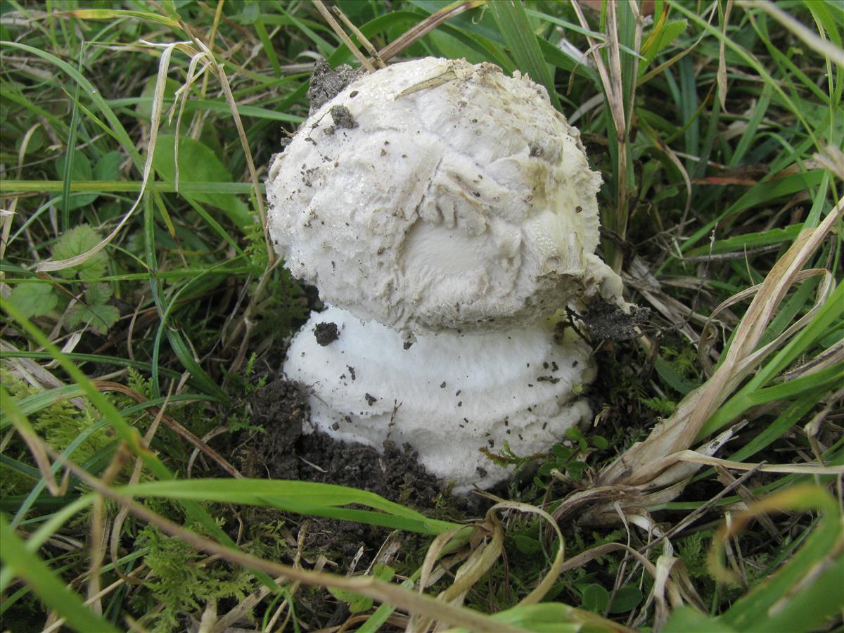 Amanita strobiliformis (door J.L.J. Wolfs)