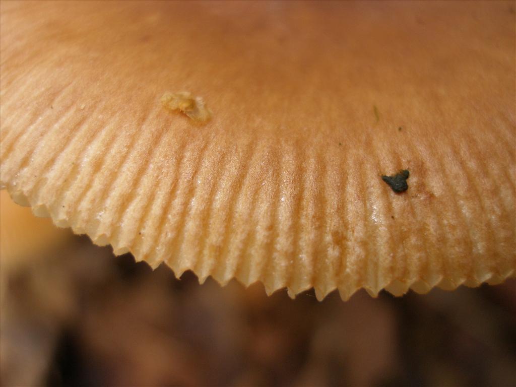 Amanita fulva (door Piet Bremer )