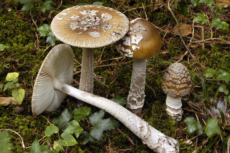 Amanita ceciliae (door Nico Dam)