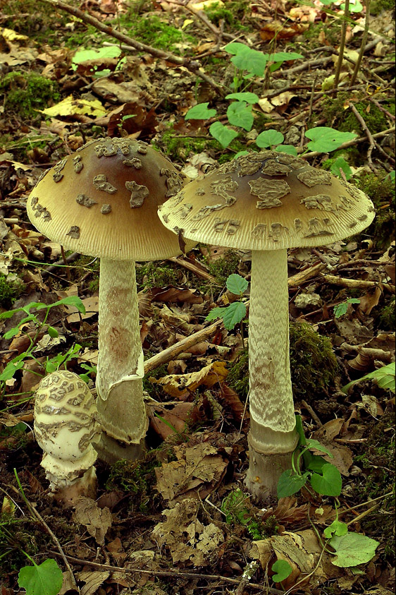 Amanita ceciliae (door Henk Huijser)