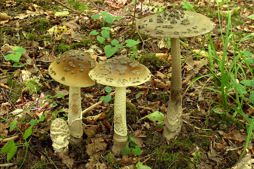 Amanita ceciliae (door Henk Huijser)