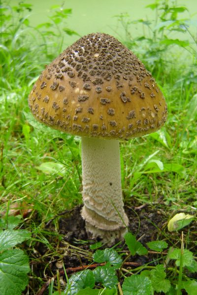 Amanita ceciliae (door Gert Immerzeel)