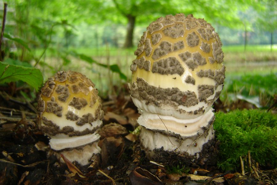 Amanita ceciliae (door Gert Immerzeel)