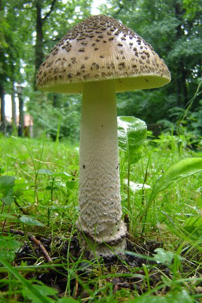 Amanita ceciliae (door Gert Immerzeel)