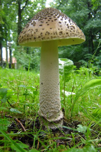 Amanita ceciliae (door Gert Immerzeel)