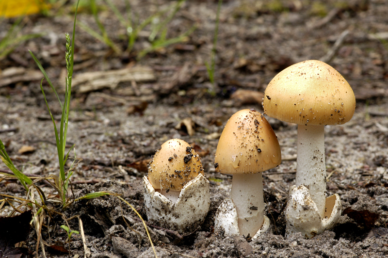 Amanita crocea var. crocea (door Nico Dam)