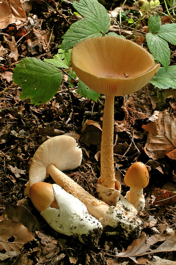 Amanita crocea var. crocea (door Henk Huijser)