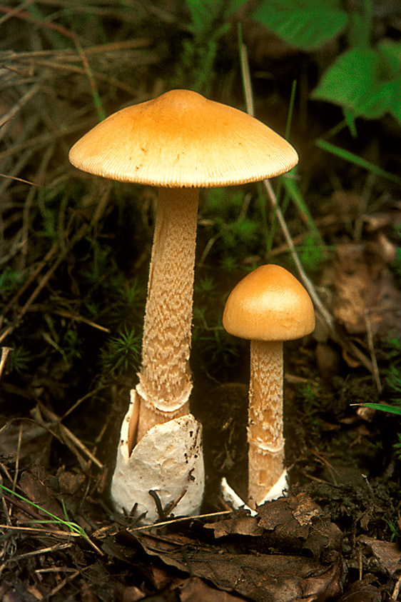 Amanita crocea var. crocea (door Henk Huijser)