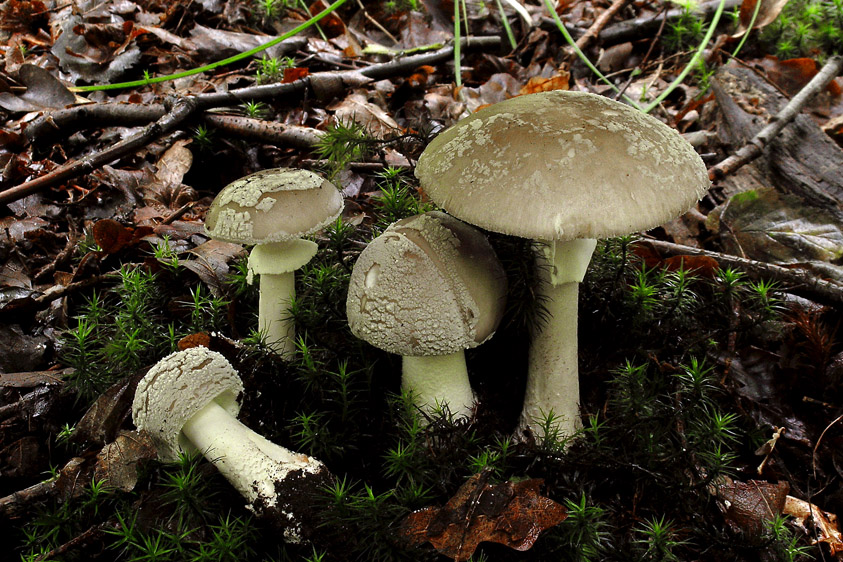 Amanita excelsa (door Henk Huijser)