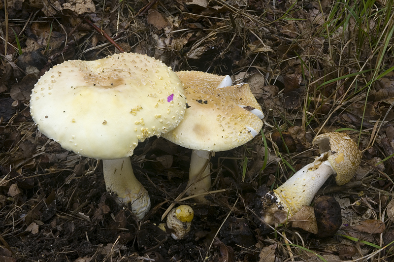 Amanita franchetii (door Nico Dam)