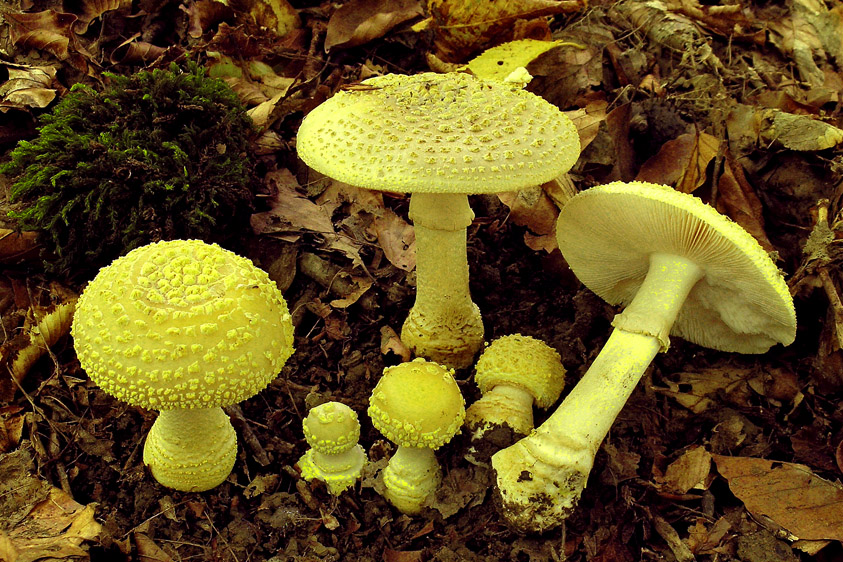 Amanita franchetii (door Henk Huijser)