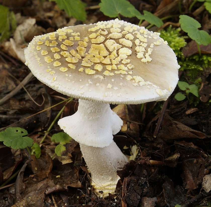 Amanita franchetii (door Marjon van der Vegte)