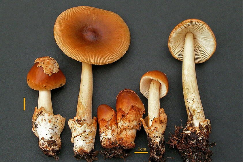 Amanita fulva (door Henk Huijser)