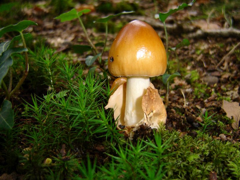 Amanita fulva (door Gert Immerzeel)