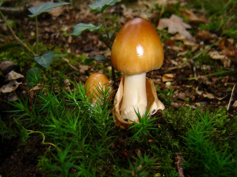 Amanita fulva (door Gert Immerzeel)