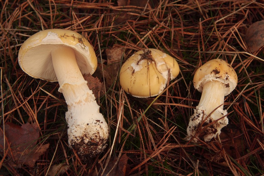 Amanita gemmata (door Aldert Gutter)